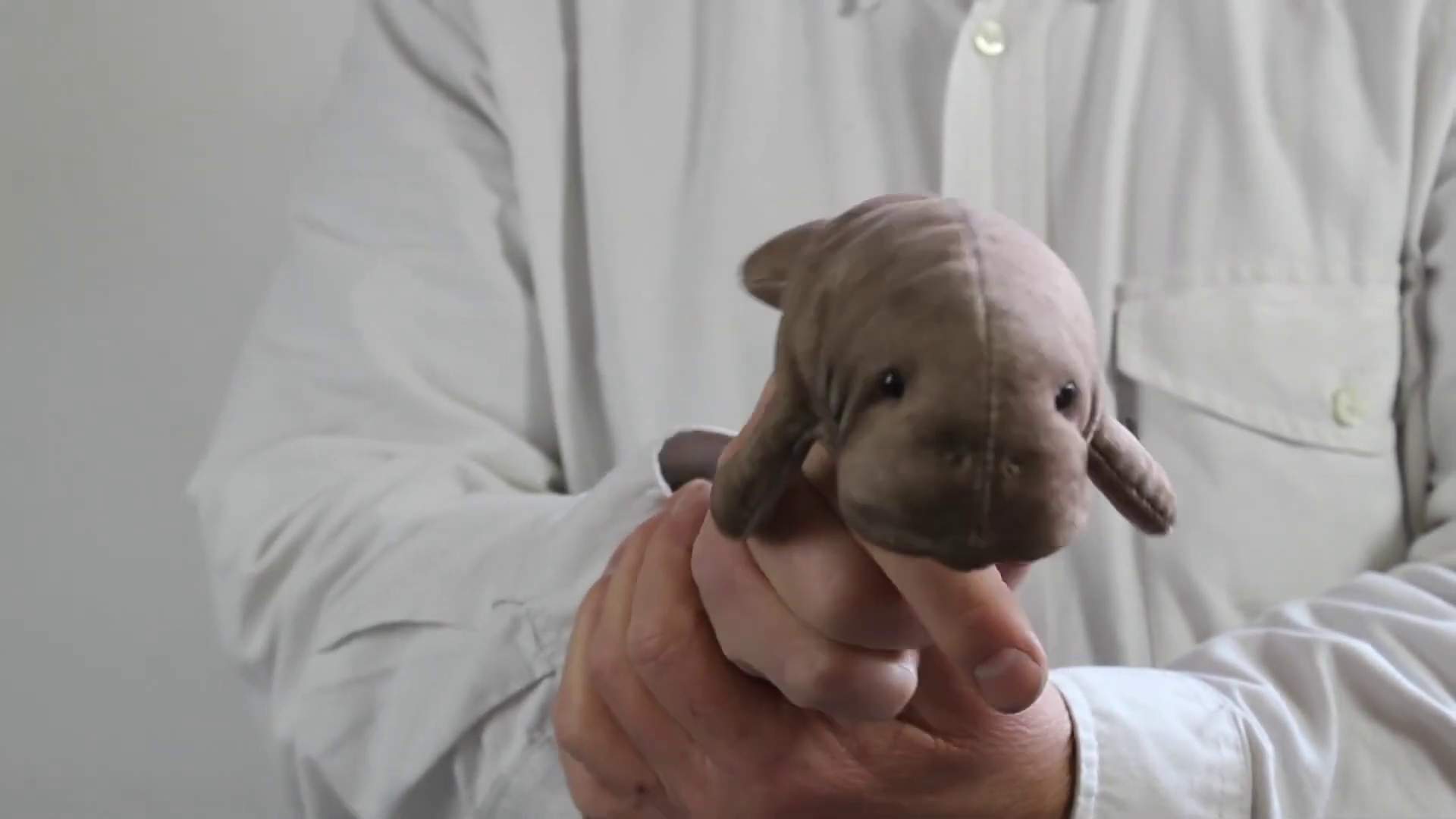 Video 1: Folkmanis Fingerpuppe mini Seekuh