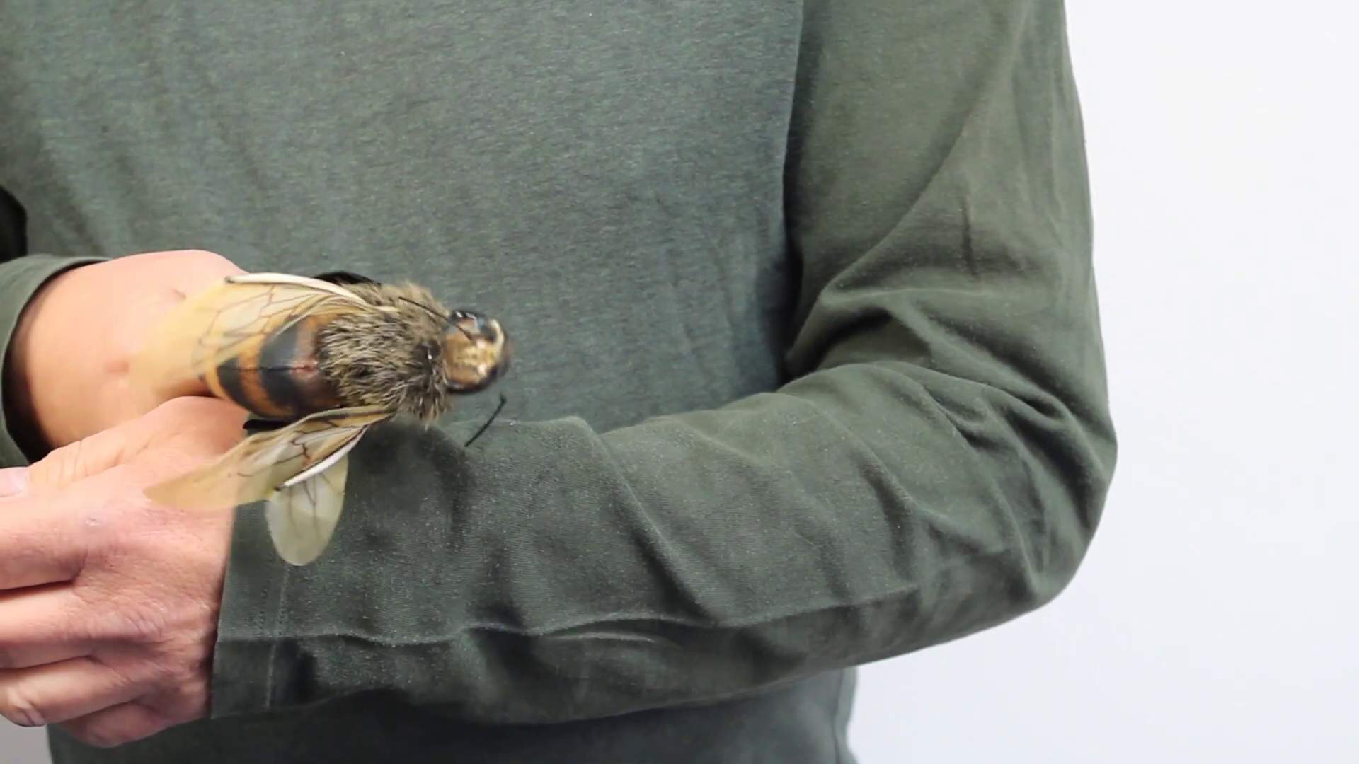 Video 1: Folkmanis Fingerpuppe mini Biene