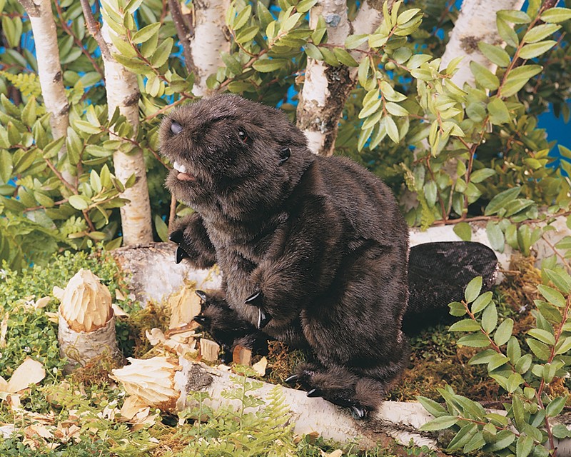 Folkmanis Beaver Hand Puppet Folkmanis Beaver Hand Puppet - Produktbild 3