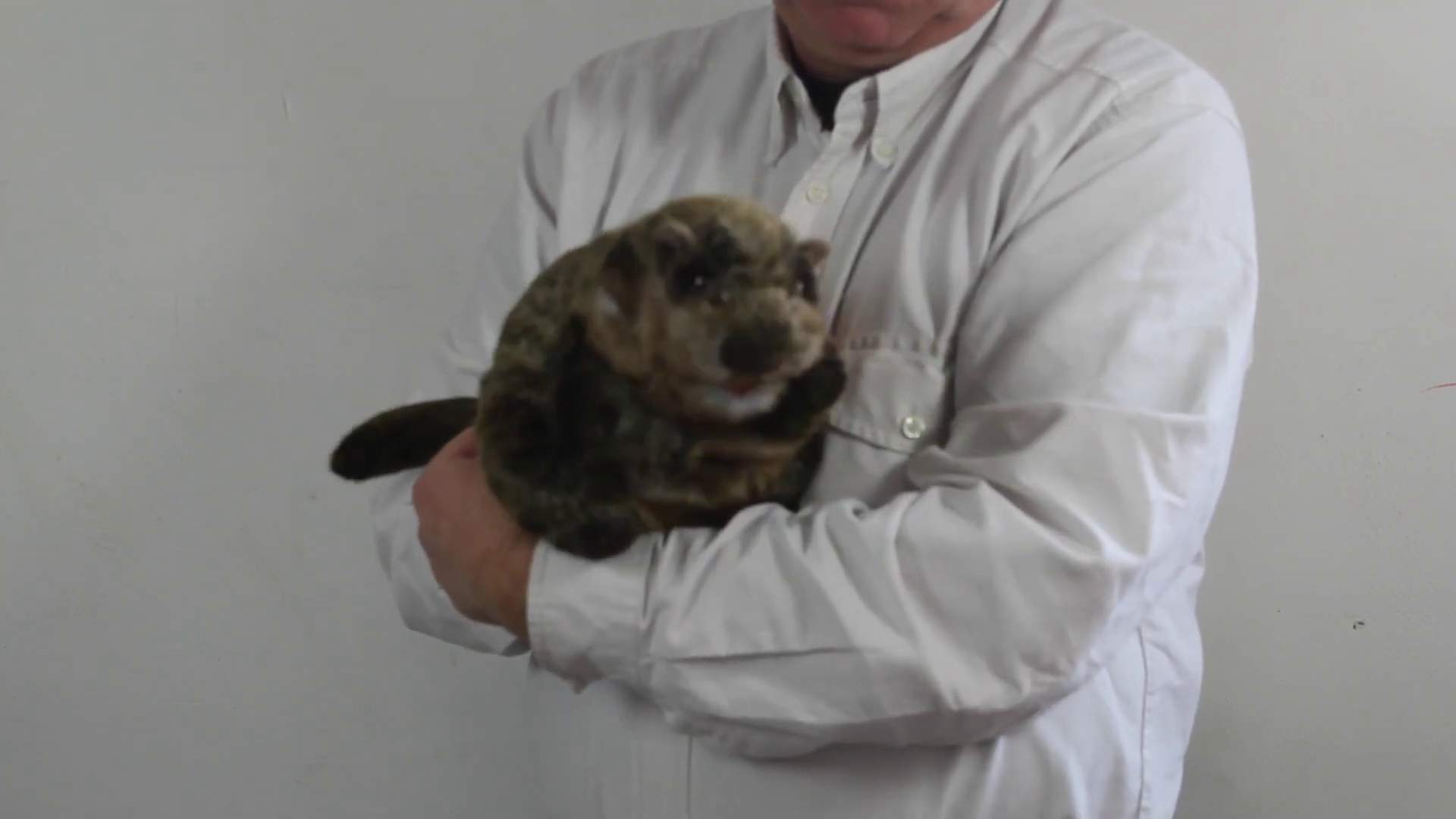 Video 1: Folkmanis Groundhog Hand Puppet