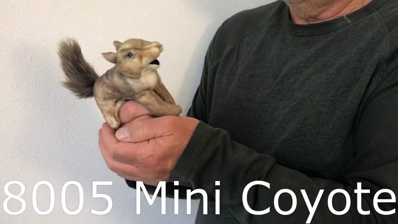Video 2: Folkmanis Fingerpuppe mini Kojote