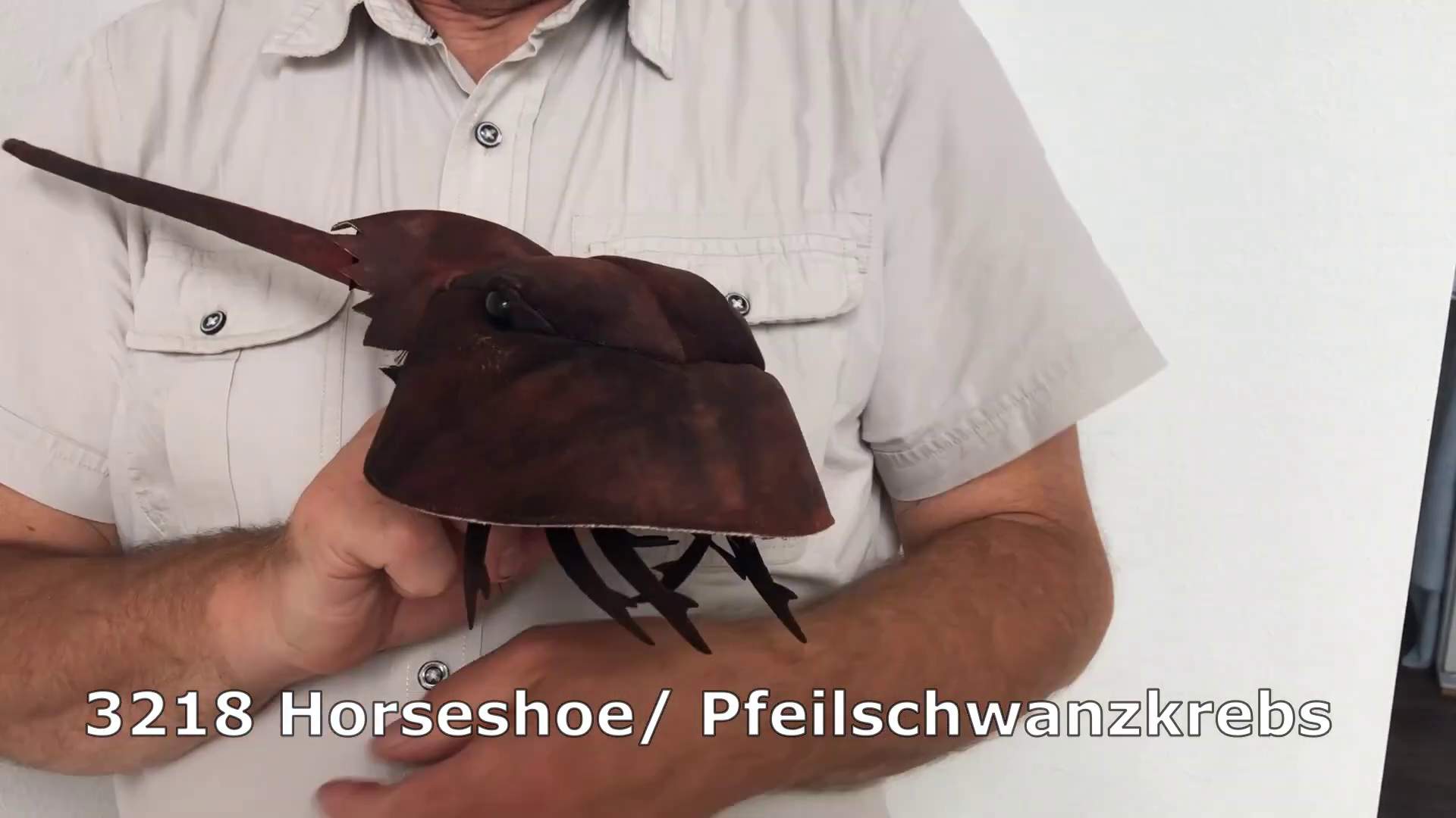 Video 1: Folkmanis Handpuppe Pfeilschwanzkrebs