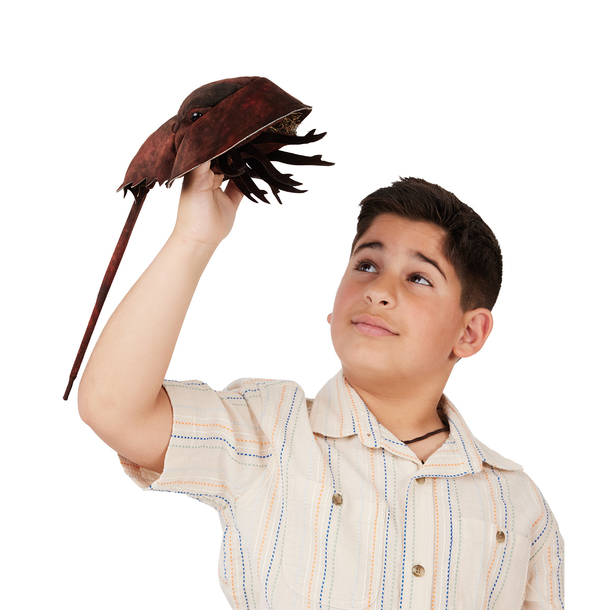 Boy holding a Folkmanis horseshoe crab hand puppet with a dark brown shell and long tail spike up in the air