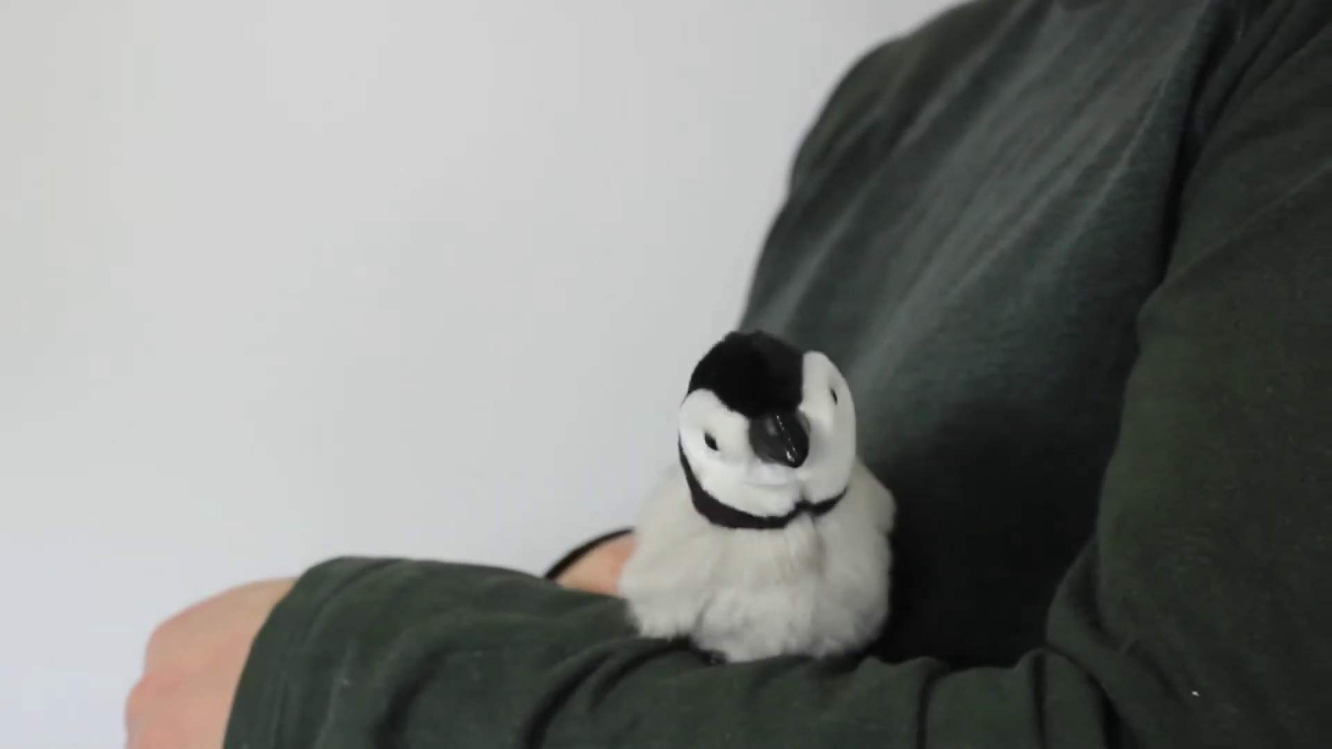 Video 2: Folkmanis Fingerpuppe mini Baby Kaiserpinguin