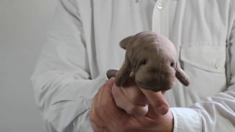 Folkmanis Fingerpuppe mini Seekuh Demo