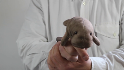 Folkmanis Mini Manatee Finger Puppet Demo
