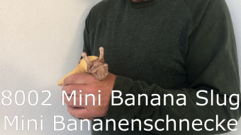 Folkmanis Fingerpuppe mini Bananenschnecke Demo 2