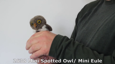 Video 1: Folkmanis Fingerpuppe mini Fleckenkauz