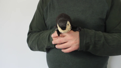Video 1: Folkmanis Fingerpuppe mini Flussotter