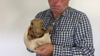 Folkmanis Handpuppe Saurierbaby im Ei Demo