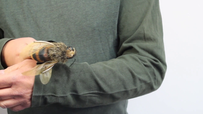 Folkmanis Mini Bee Finger Puppet Demo