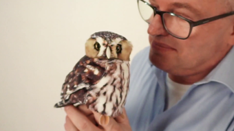 Folkmanis Handpuppe Sperlingskauz Demo
