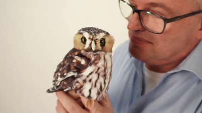 Video 1: Folkmanis Handpuppe Sperlingskauz