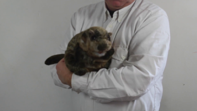 Video 1: Folkmanis Groundhog Hand Puppet