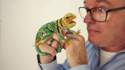 Video 1: Folkmanis Fingerpuppe mini Kragenechse