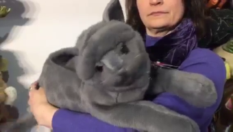 Folkmanis Purring Cat Hand Puppet Demo