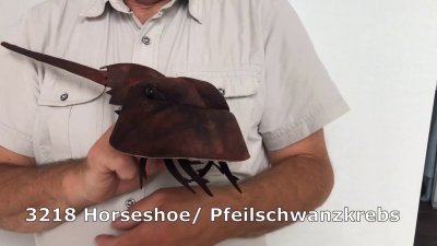 Video 1: Folkmanis Handpuppe Pfeilschwanzkrebs