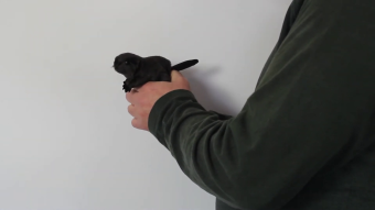 Folkmanis Fingerpuppe mini Biber Demo