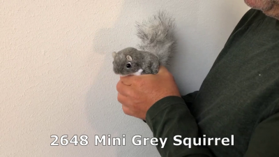 Video 1: Folkmanis Fingerpuppe mini Eichhörnchen, grau