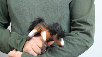 Video 1: Folkmanis Fingerpuppe mini Pferd