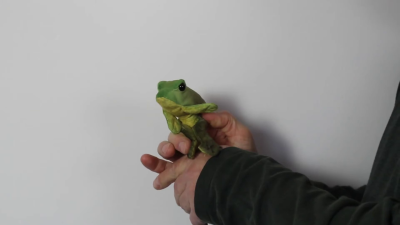 Video 1: Folkmanis Fingerpuppe mini sitzender Frosch