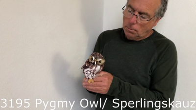 Video 2: Folkmanis Handpuppe Sperlingskauz