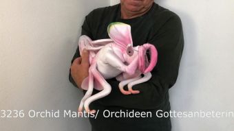 Folkmanis Handpuppe Kronenfangschrecke Demo