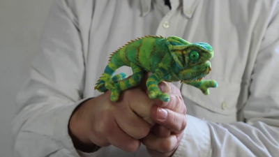 Video 1: Folkmanis Fingerpuppe mini Chamäleon