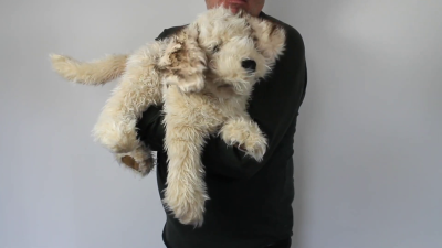 Video 1: Folkmanis Handpuppe Labradoodle