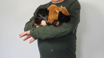 Video 1: Folkmanis Handpuppe kleines Bison