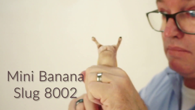 Folkmanis Mini Banana Slug Finger Puppet Demo