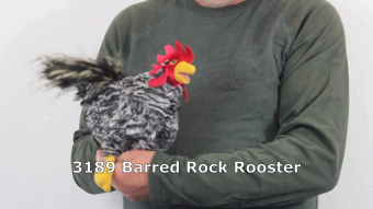Video 1: Folkmanis Handpuppe Hahn
